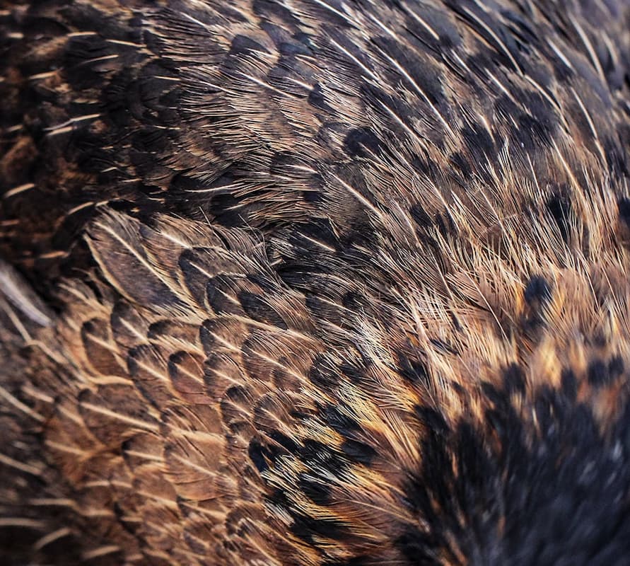 A close-up of chicken feathers