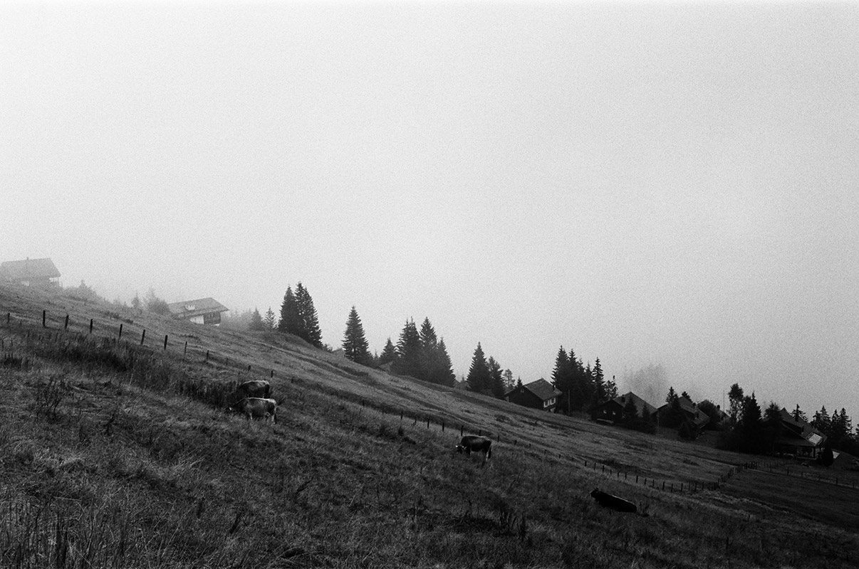 scattered cows grazing on a sloped alpine pasture in the fog. b/w image. a handful of mountain chalets visible.