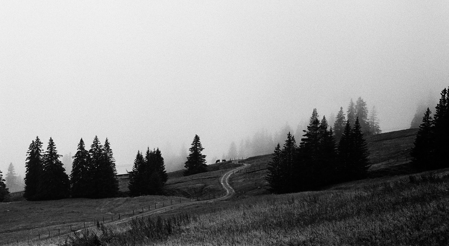 a small countryside path, b/w image, winding down an alpine meadow with pine trees fading into a dense fog.