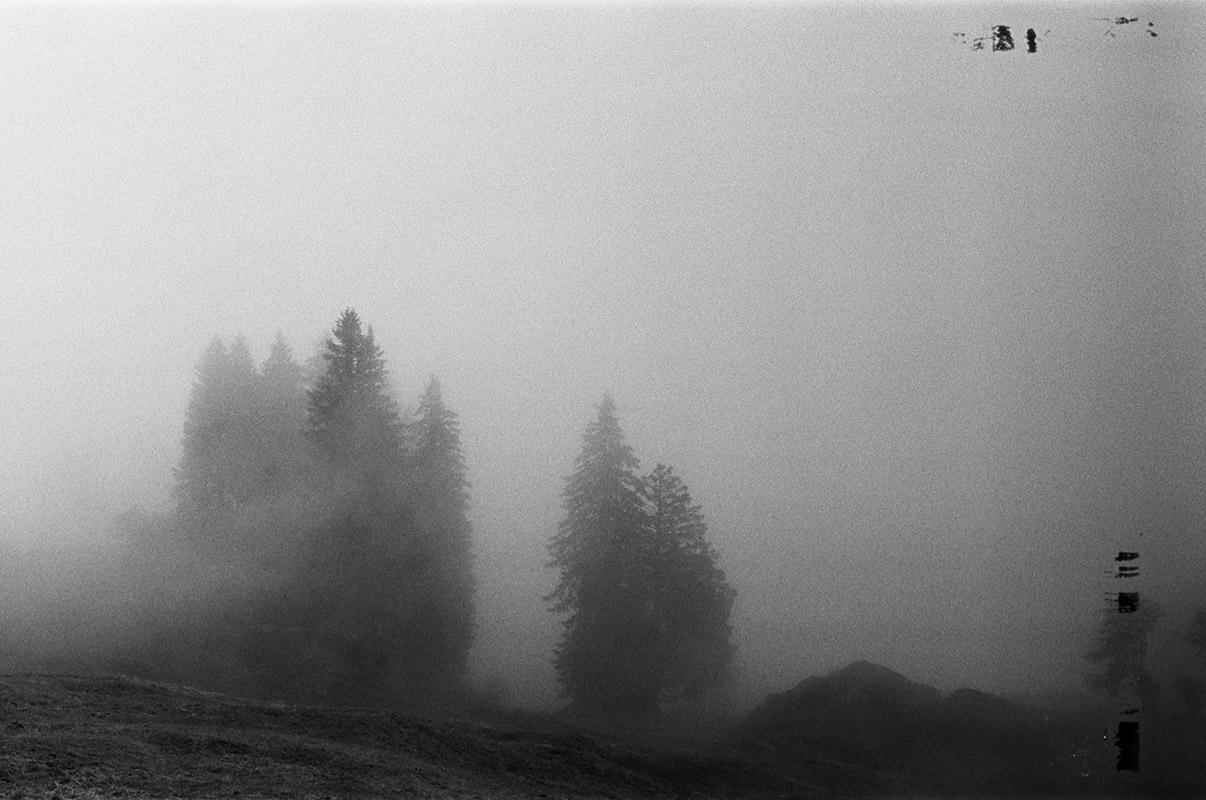 tall pine trees partially obscured by a dense misty fog. b/w and slightly grainy image. some scratches on the film on the right side of the image.