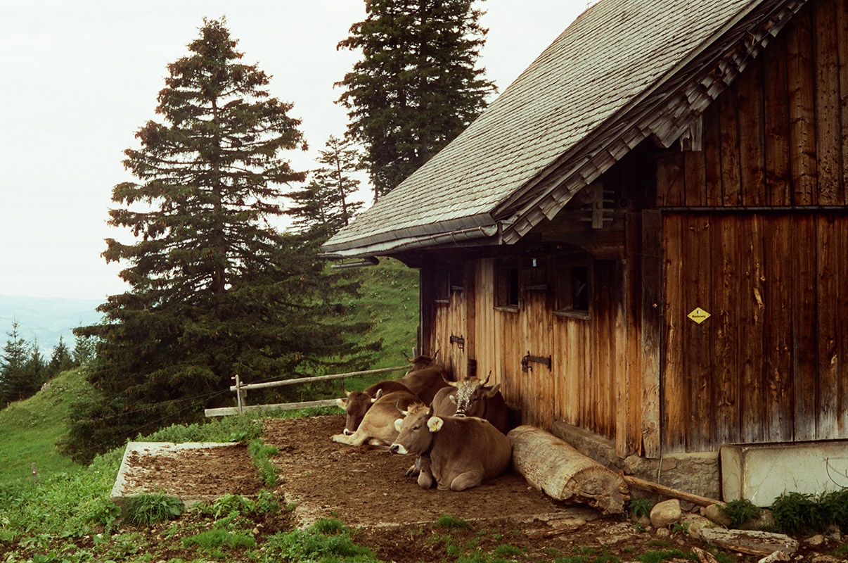 four brown cows rest beside a weathered wooden alpine barn. it's an overcast August day.